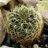 Sulcorebutia _vasqueziana _ssp.vasqueziana _ WKr 284_ 01